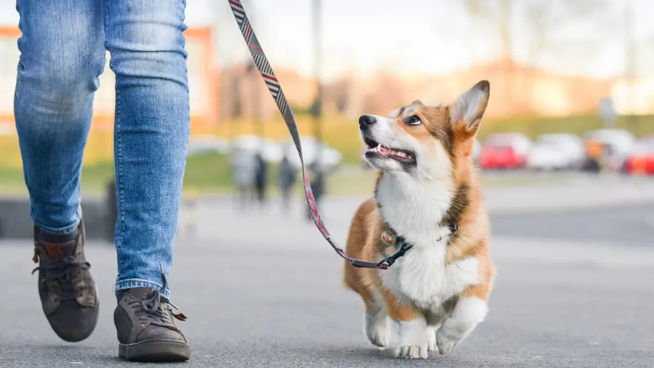 Professionell eller informell hundpassning